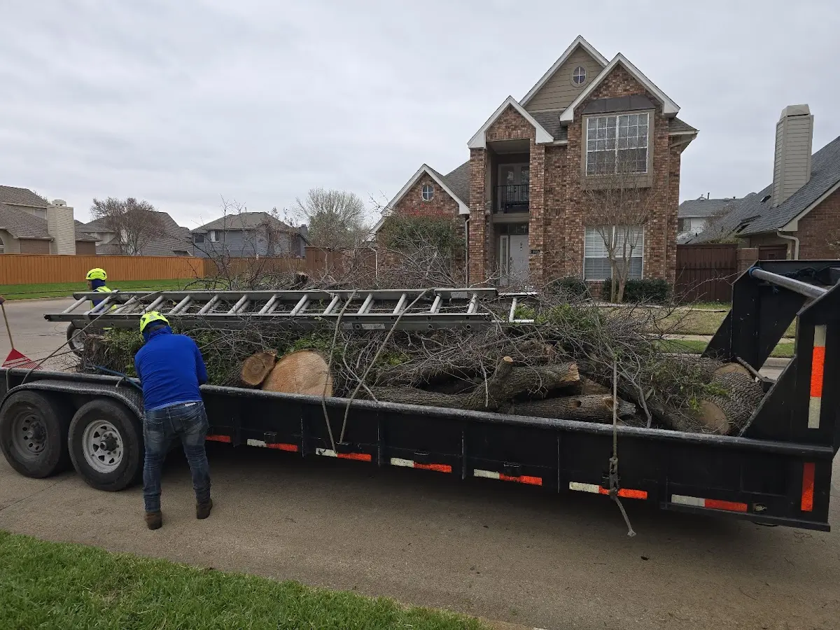 Expert Tree Fertilization with proper safety equipment in Wheat Ridge